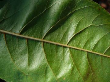 Fotografia da espécie Prunus serotina