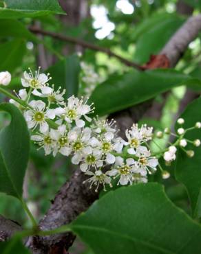 Fotografia 15 da espécie Prunus serotina no Jardim Botânico UTAD