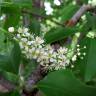 Fotografia 15 da espécie Prunus serotina do Jardim Botânico UTAD