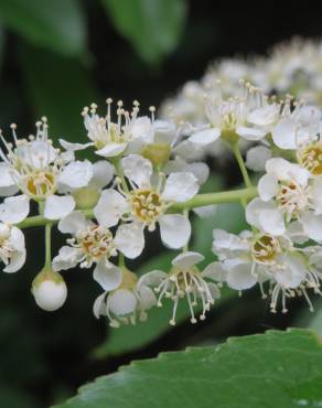 Fotografia 16 da espécie Prunus serotina no Jardim Botânico UTAD