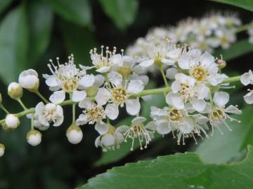 Fotografia da espécie Prunus serotina