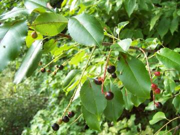 Fotografia da espécie Prunus serotina