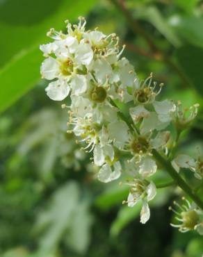 Fotografia 19 da espécie Prunus serotina no Jardim Botânico UTAD