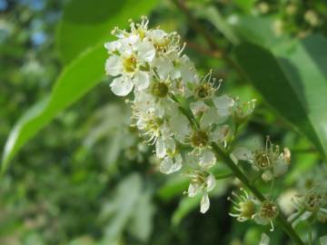 Fotografia da espécie Prunus serotina