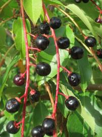 Fotografia da espécie Prunus serotina