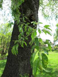 Fotografia da espécie Prunus serotina