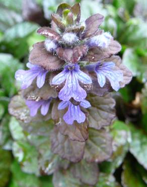 Fotografia 17 da espécie Ajuga reptans no Jardim Botânico UTAD