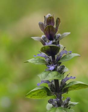 Fotografia 19 da espécie Ajuga reptans no Jardim Botânico UTAD