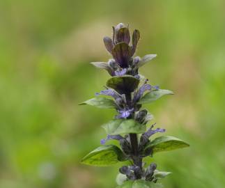 Fotografia da espécie Ajuga reptans