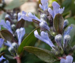 Fotografia da espécie Ajuga reptans