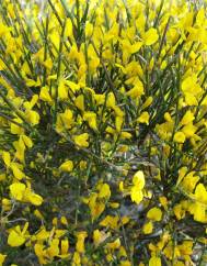 Genista polyanthos