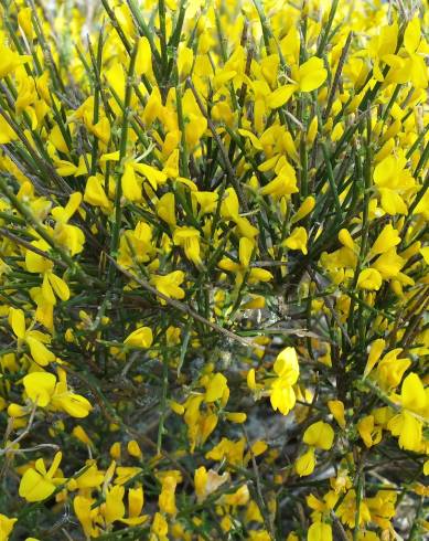 Fotografia de capa Genista polyanthos - do Jardim Botânico