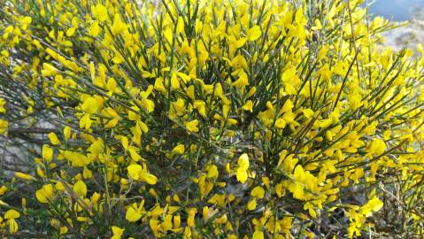 Fotografia da espécie Genista polyanthos