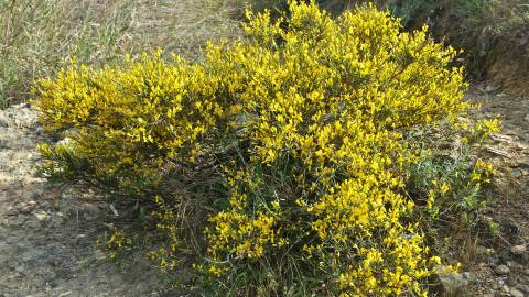 Fotografia da espécie Genista polyanthos