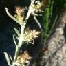 Fotografia 3 da espécie Gnaphalium antillanum do Jardim Botânico UTAD