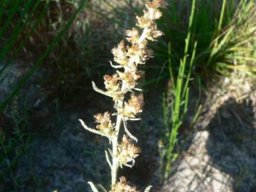 Fotografia da espécie Gnaphalium antillanum