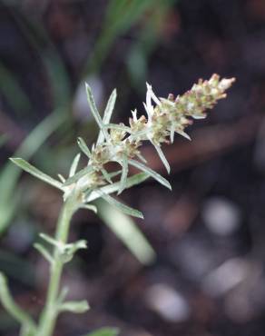 Fotografia 1 da espécie Gnaphalium antillanum no Jardim Botânico UTAD