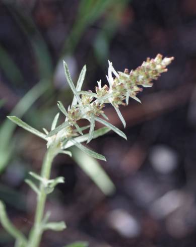 Fotografia de capa Gnaphalium antillanum - do Jardim Botânico