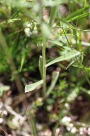 Fotografia da espécie Gnaphalium antillanum