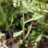 Fotografia 7 da espécie Gnaphalium antillanum do Jardim Botânico UTAD