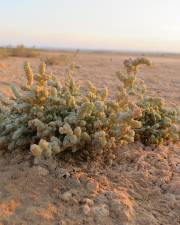 Fotografia da espécie Halopeplis amplexicaulis