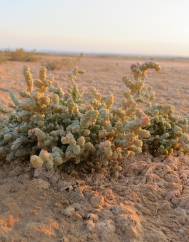 Halopeplis amplexicaulis