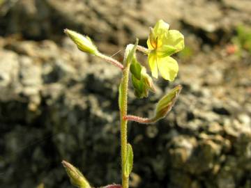 Fotografia da espécie Helianthemum angustatum