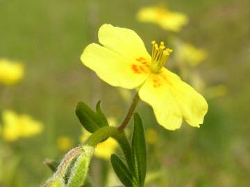 Fotografia da espécie Helianthemum angustatum