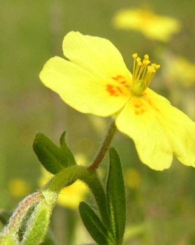 Fotografia de capa Helianthemum angustatum - do Jardim Botânico