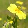 Fotografia 1 da espécie Helianthemum angustatum do Jardim Botânico UTAD