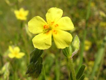 Fotografia da espécie Helianthemum angustatum