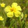 Fotografia 3 da espécie Helianthemum angustatum do Jardim Botânico UTAD