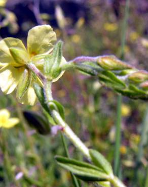 Fotografia 4 da espécie Helianthemum angustatum no Jardim Botânico UTAD