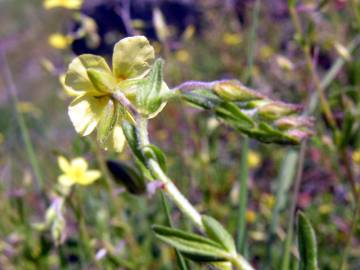 Fotografia da espécie Helianthemum angustatum