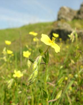 Fotografia 5 da espécie Helianthemum angustatum no Jardim Botânico UTAD