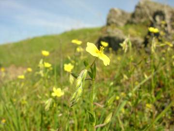 Fotografia da espécie Helianthemum angustatum