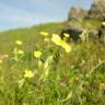 Fotografia 5 da espécie Helianthemum angustatum do Jardim Botânico UTAD