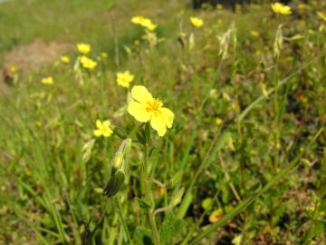 Fotografia da espécie Helianthemum angustatum