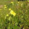 Fotografia 6 da espécie Helianthemum angustatum do Jardim Botânico UTAD
