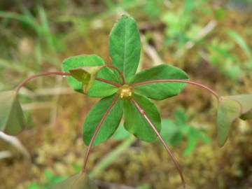 Fotografia da espécie Euphorbia angulata