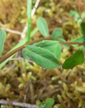 Fotografia 3 da espécie Euphorbia angulata no Jardim Botânico UTAD