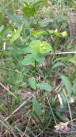 Fotografia da espécie Euphorbia angulata