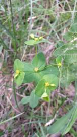 Fotografia da espécie Euphorbia angulata