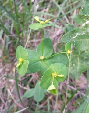 Fotografia 5 da espécie Euphorbia angulata no Jardim Botânico UTAD