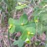 Fotografia 5 da espécie Euphorbia angulata do Jardim Botânico UTAD