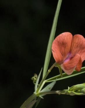 Fotografia 1 da espécie Lathyrus setifolius no Jardim Botânico UTAD