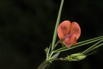 Fotografia da espécie Lathyrus setifolius