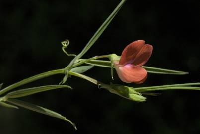 Fotografia da espécie Lathyrus setifolius