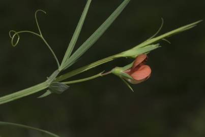 Fotografia da espécie Lathyrus setifolius