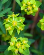 Fotografia da espécie Euphorbia angulata